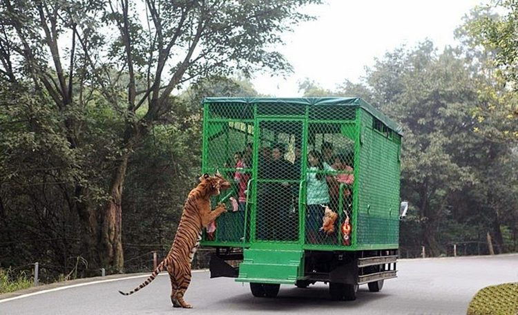 Obrátená ZOO – Aké to je keď zavrú do klietky vás a nie zvieratá?