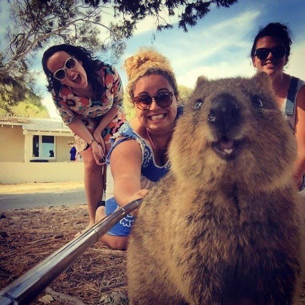 Ľudia v Austrálii si robia selfies s týmto roztomilým zvieratkom (28)