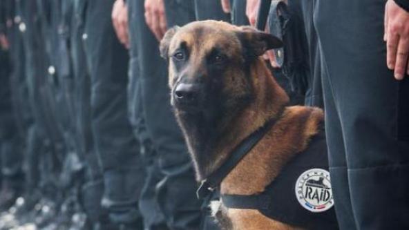 Rusko posiela  Francúzom šteniatko, ktoré zastúpi padlého policajného psa, ktorý sa obetoval pri útokoch v Paríži