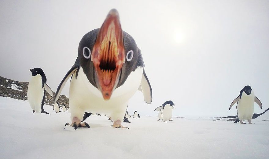TOP 20 Fotografií od National Geographic za rok 2015