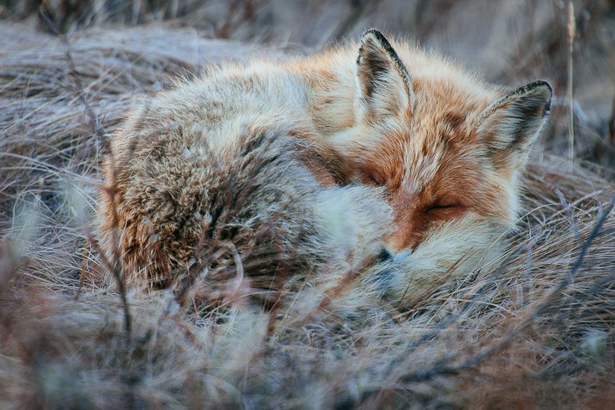 Ruský baník trávi prestávky fotografovaním líšok za polárnym kruhom