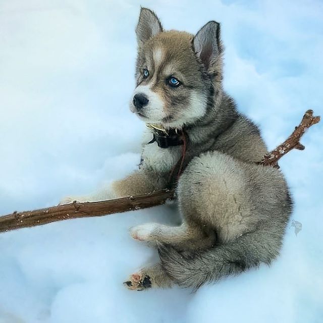husky 3