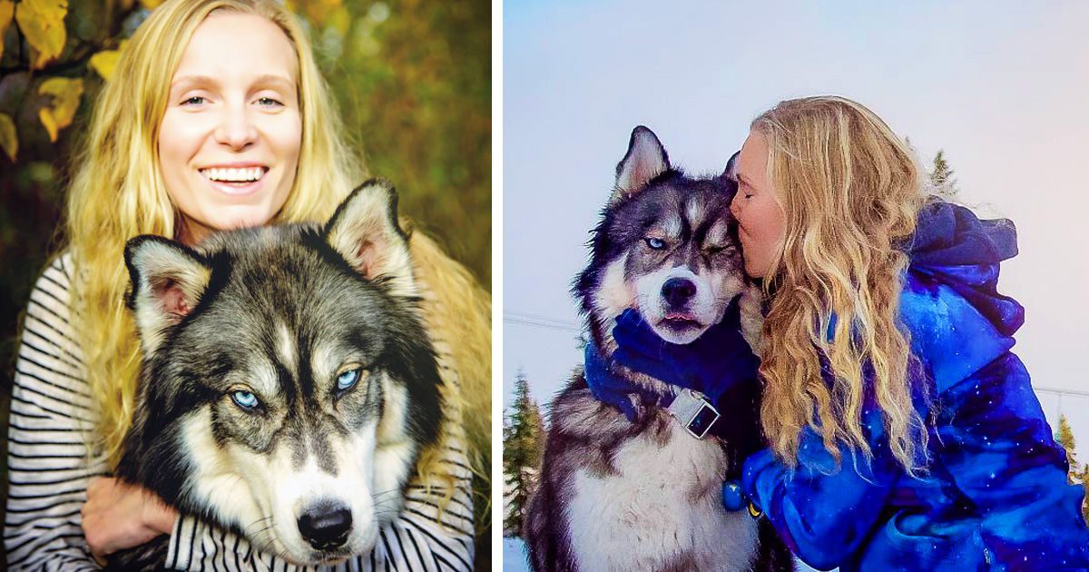 Zachránený Husky zachránil svoju majiteľku pred násilnickým vzťahom