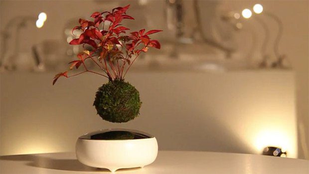 Japonskí dizajnéri vyrobili čarovný vznášajúci sa bonsaj