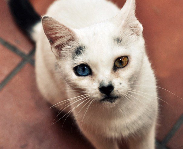 heterochromia 1