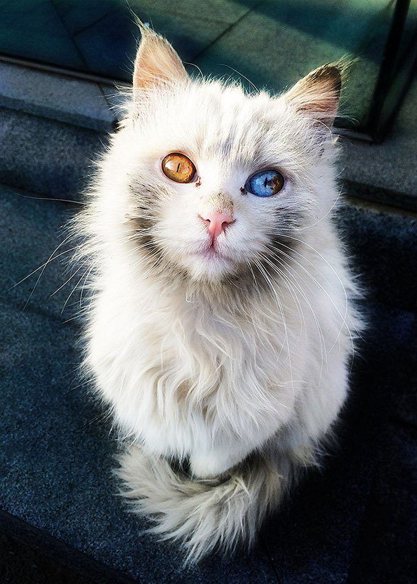 heterochromia 10