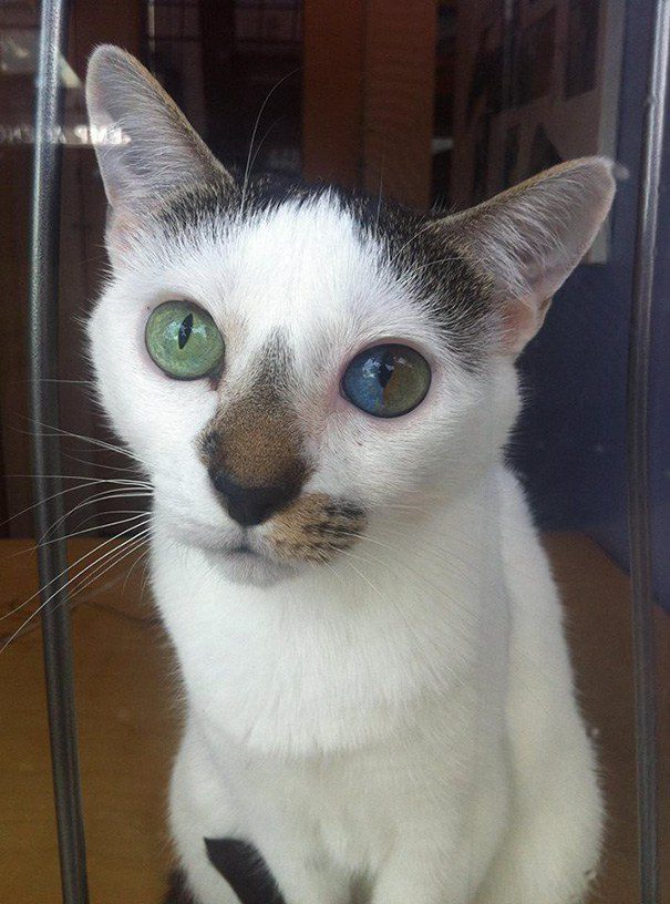 heterochromia 11