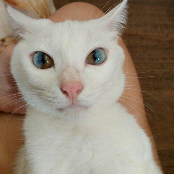 heterochromia 2