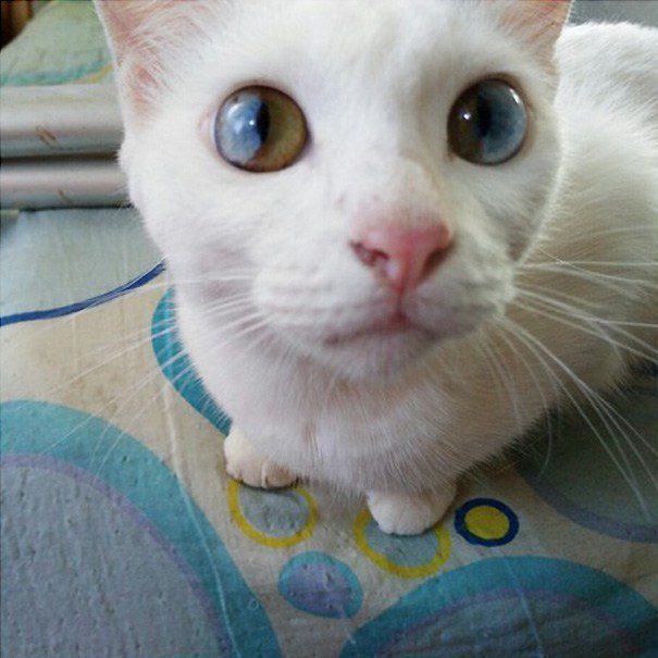 heterochromia 3