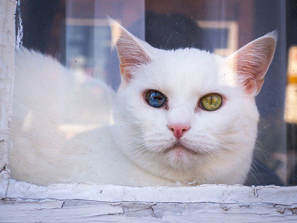 Mačky s heterochromiou majú tie najkrajšie oči