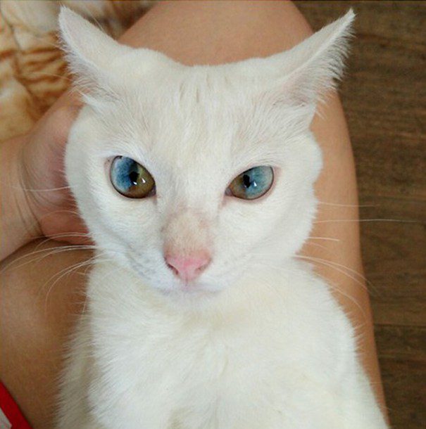 heterochromia 5