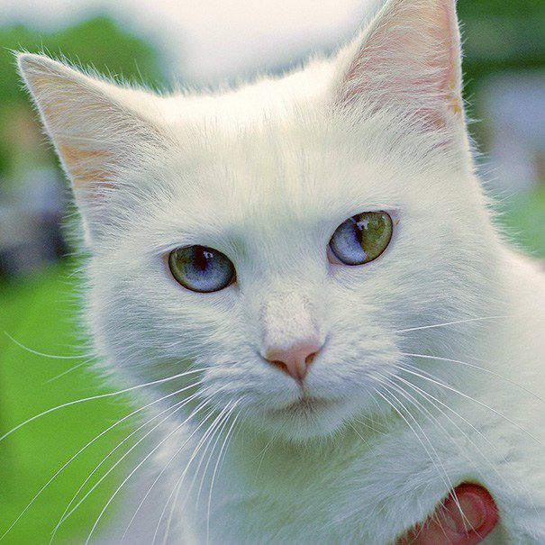 heterochromia 6
