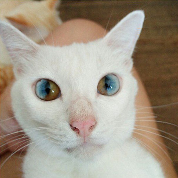 heterochromia 7