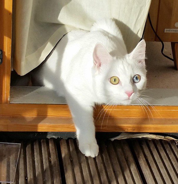 heterochromia 8