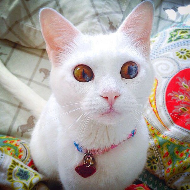 heterochromia 9