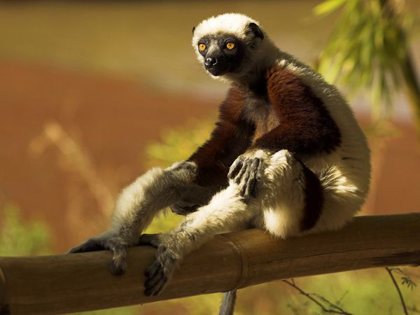 Madagaskar 10