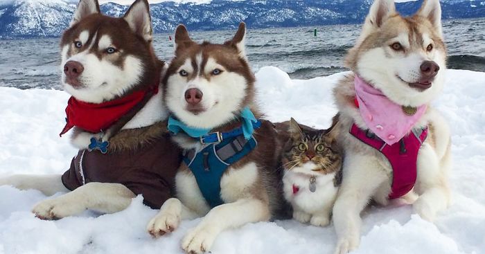 Traja Husky sa stali najlepšími kamarátmi mačky, ktorej ešte nedávno zachránili život