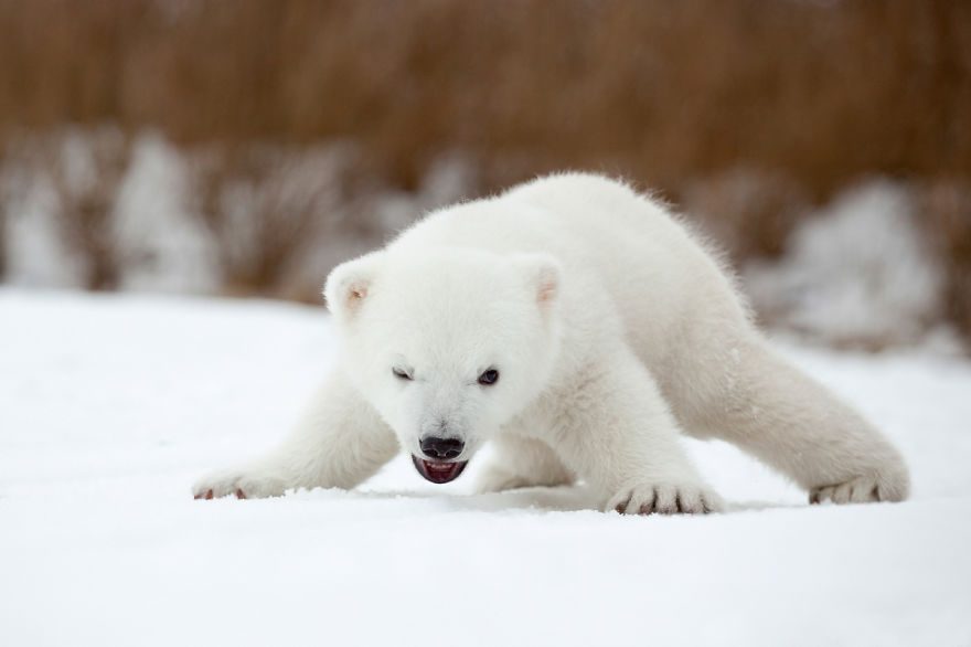 Foto: Soren Koch of Hilmer and Koch Photography