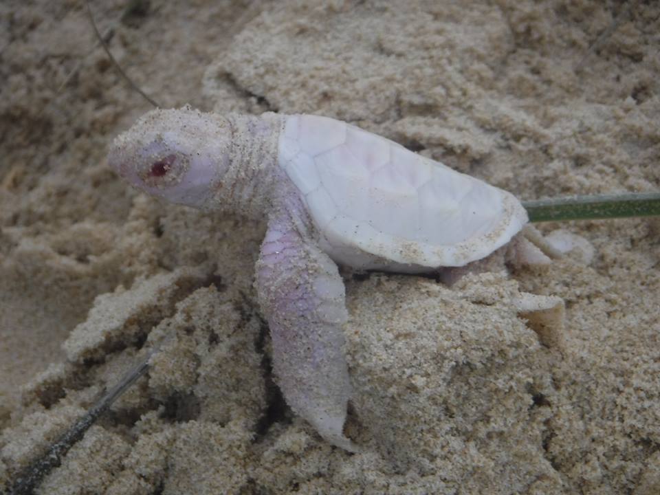 Maličká albino korytnačka je unikátom