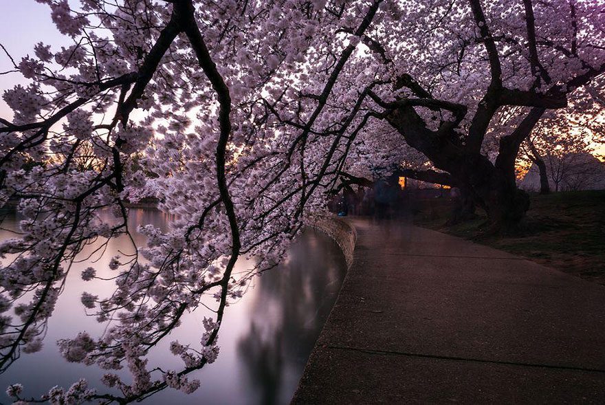 Sho Shibata
