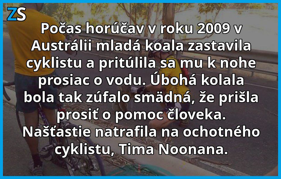 koala1