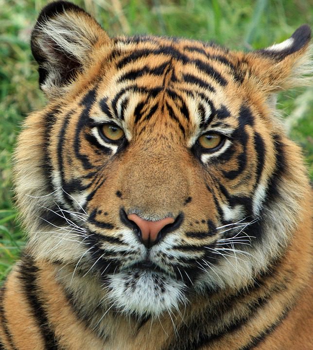 macka tiger