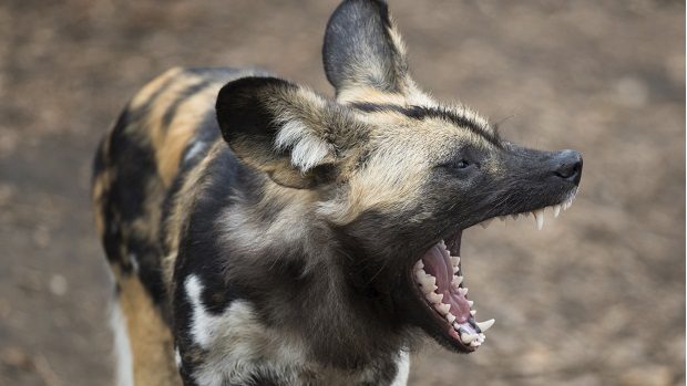 10 zajímavostí o afrických ďáblových psech