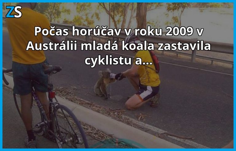 Zúfala Koala zastavila cyklistov prosiac o pomoc