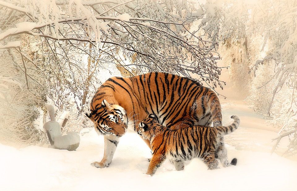 tiger