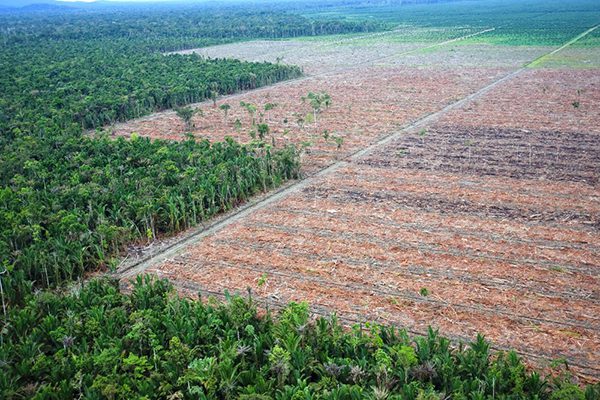 Palmový olej – Ekologický masaker, ktorý je podporovaný západným svetom
