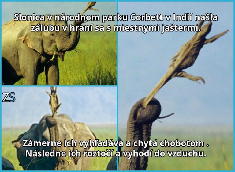 Zvieracia šikana?