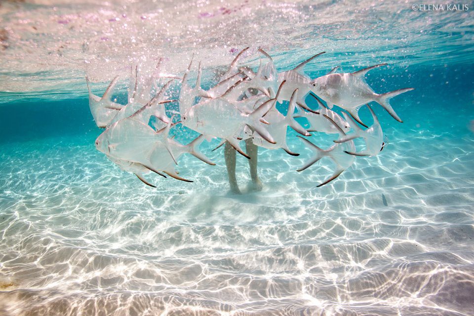 Elena Kalis Photography