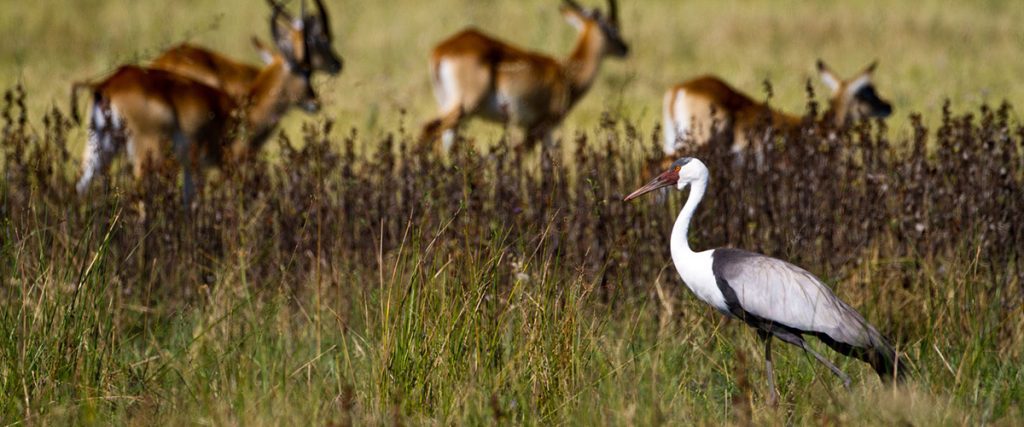 okavangodelta.com