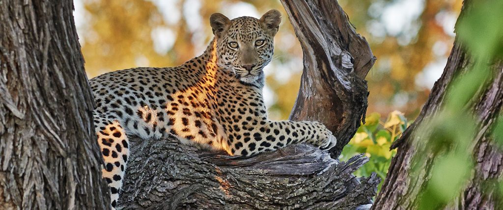 okavangodelta.com