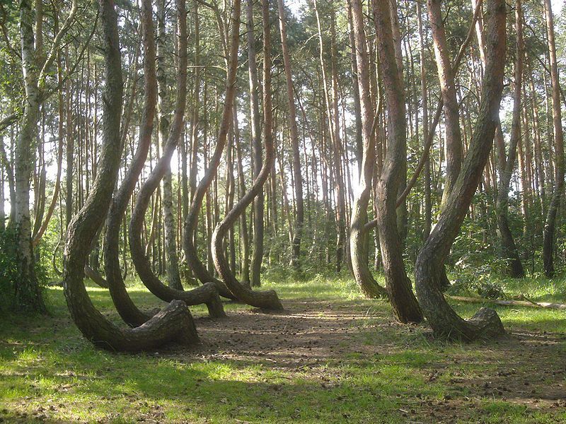 (Photo: Artur Strzelczyk/CC BY-SA 3.0)