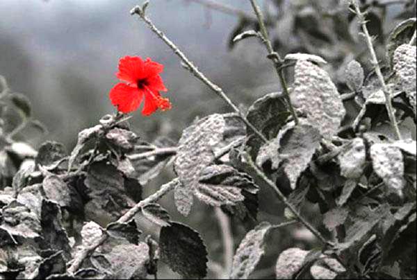 Source and image: 