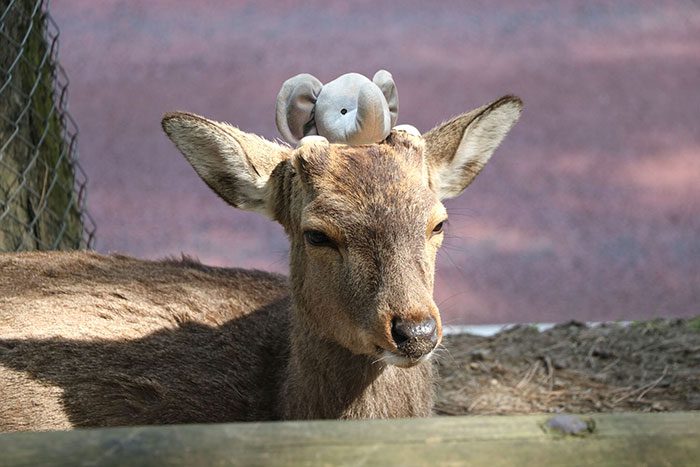 boredpanda.com