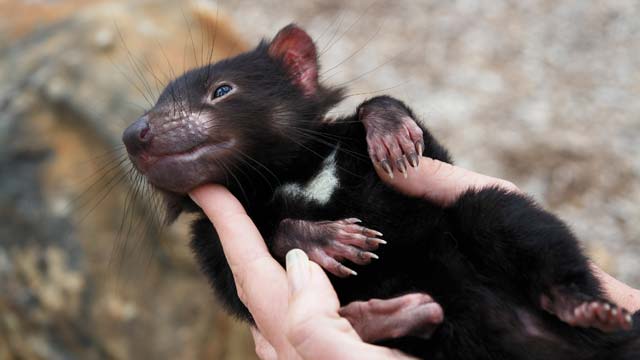 www.australiananimallearningzone.com