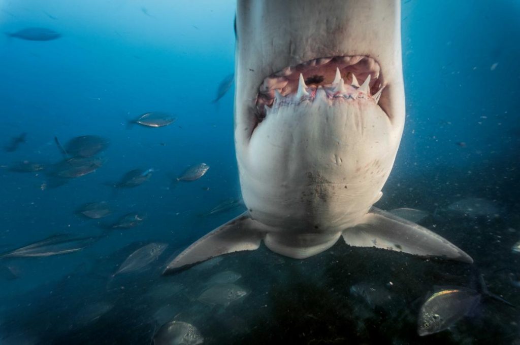 BRIAN SKERRY