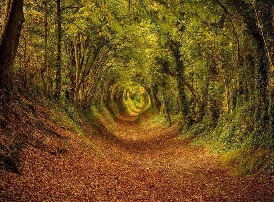green-landscape.com