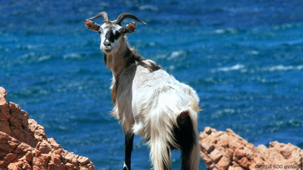 Credit: REDA &CO srl/Alamy, bbc.com