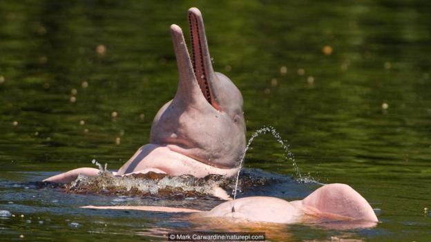 Credit: Mark Carwardine/naturepl.com