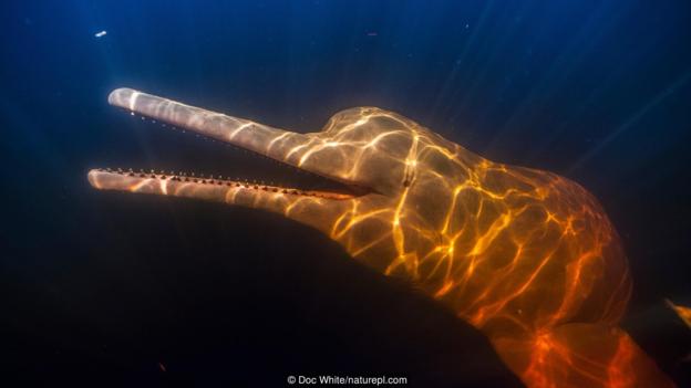 Credit: Doc White/naturepl.com