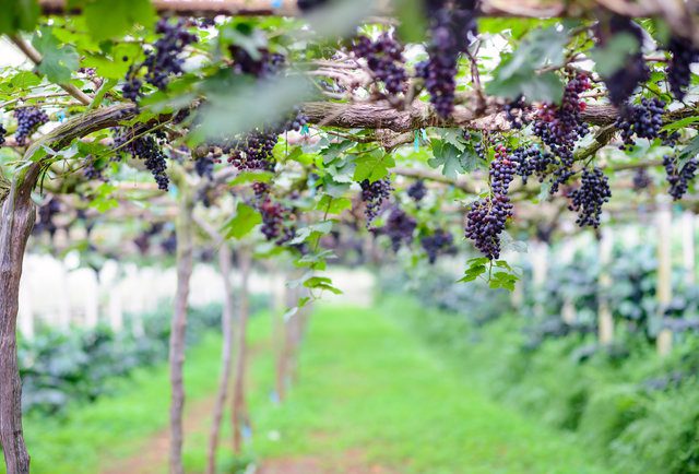 jaboo2foto/Shutterstock, thrillist.com