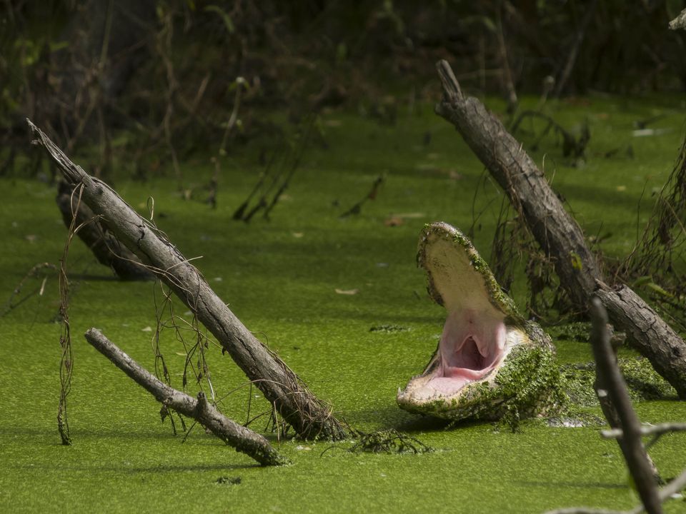 Animals - National Geographic