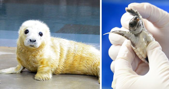 Zoologické záhrady sa pustili do neľútostného súboja o najrozkošnejšiu zvieraciu fotografiu a ľudia to milujú