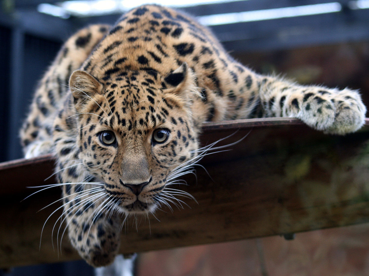 Leopard Amursky
