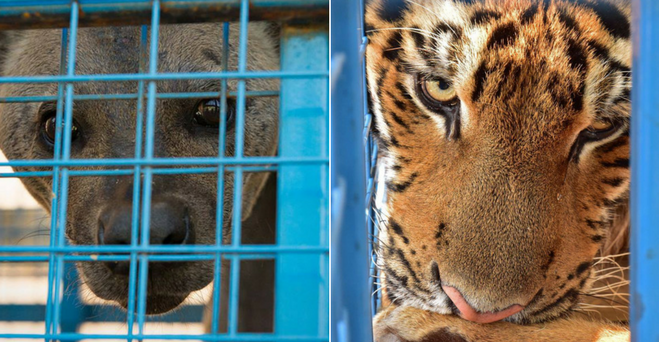 Zvieratká zo ZOO vo vojnou sužovanej Sýrií našli oporu u miestnych obyvateľov, ktorí ich kŕmili na vlastné náklady
