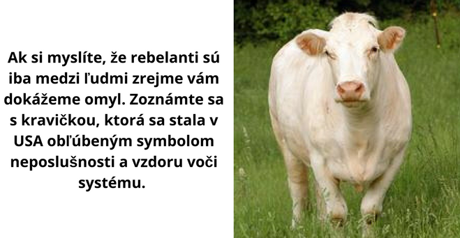 Krava, ktorá sa stala symbolom rebélie a slobody