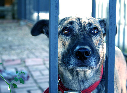 Konzumácia psieho mäsa ako súčasť tradičnej ázijskej kuchyne vrcholí na kontroverznom festivale v meste Yulin